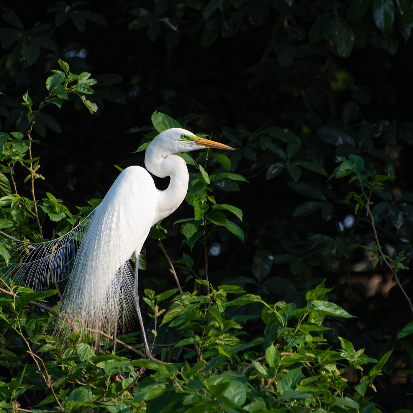 Egret, beautiful and huge nest of herons in Brazil. Selective focus.