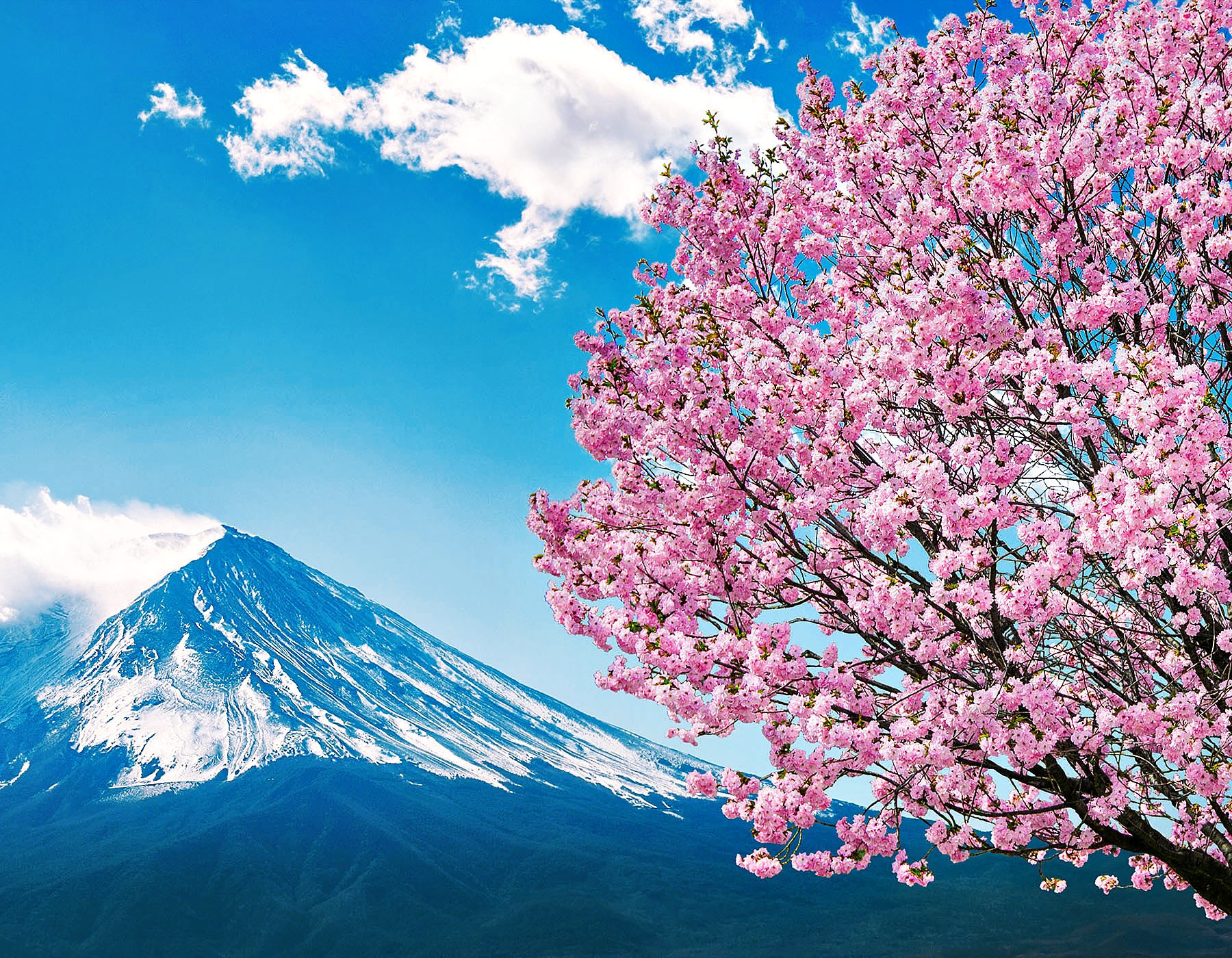 Fuji mountain and cherry blossoms in spring, Japan.