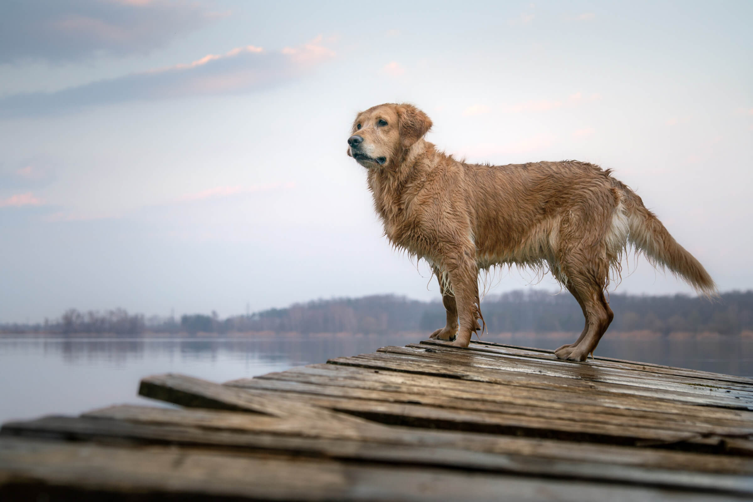 dog on the pier