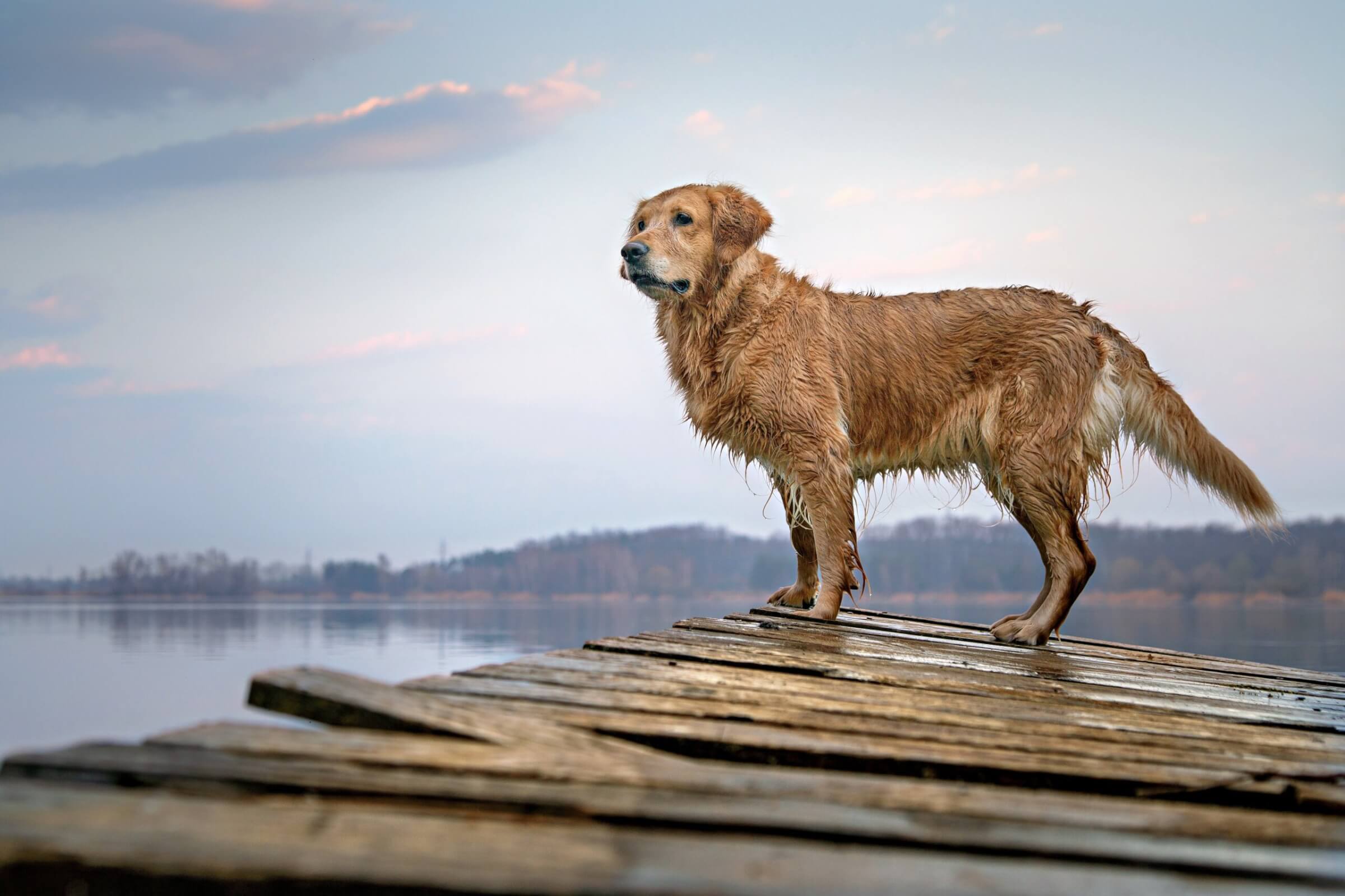 dog on the pier