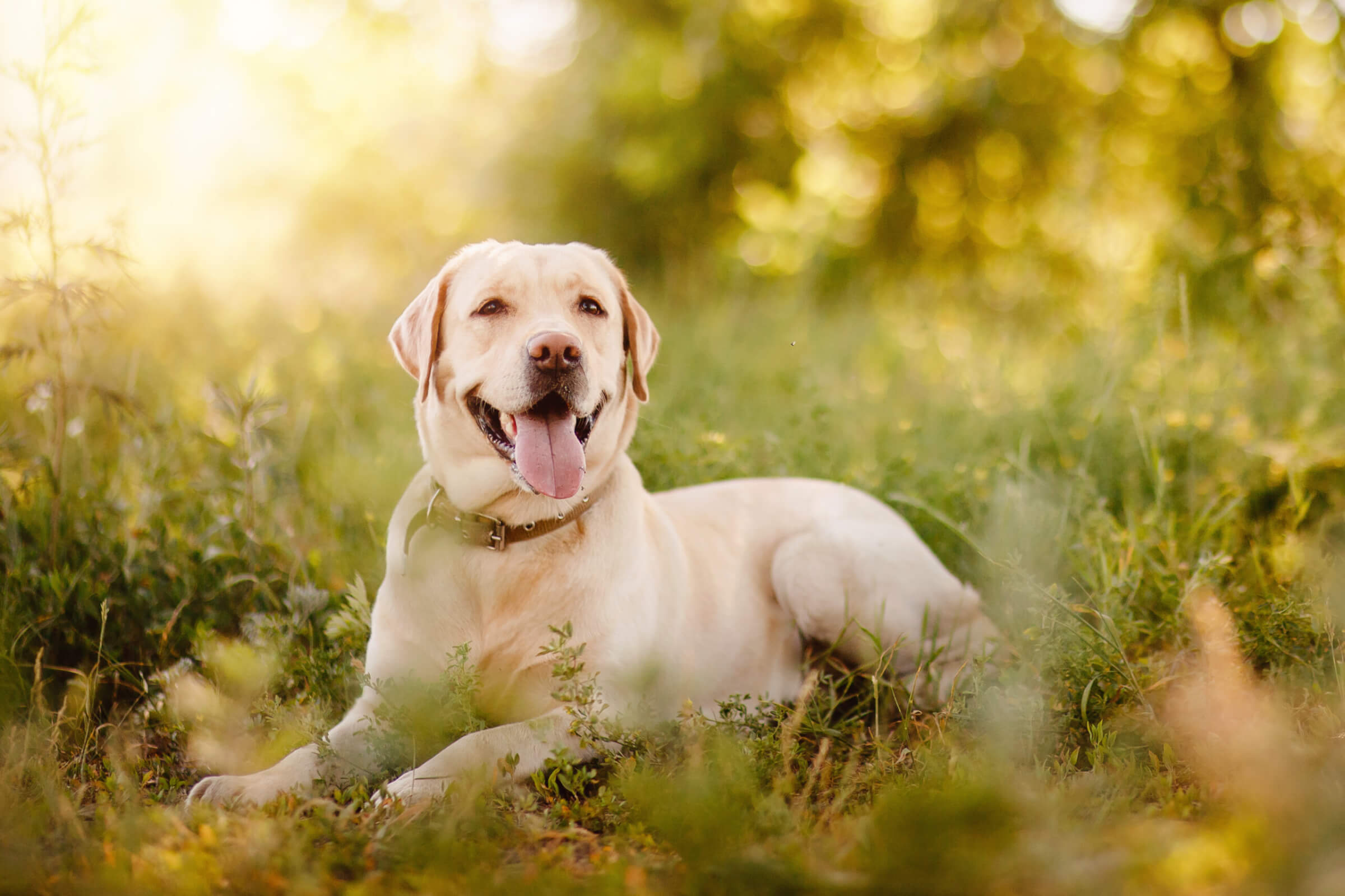 Active, smile and happy purebred labrador retriever dog outdoors in grass park on sunny summer day.