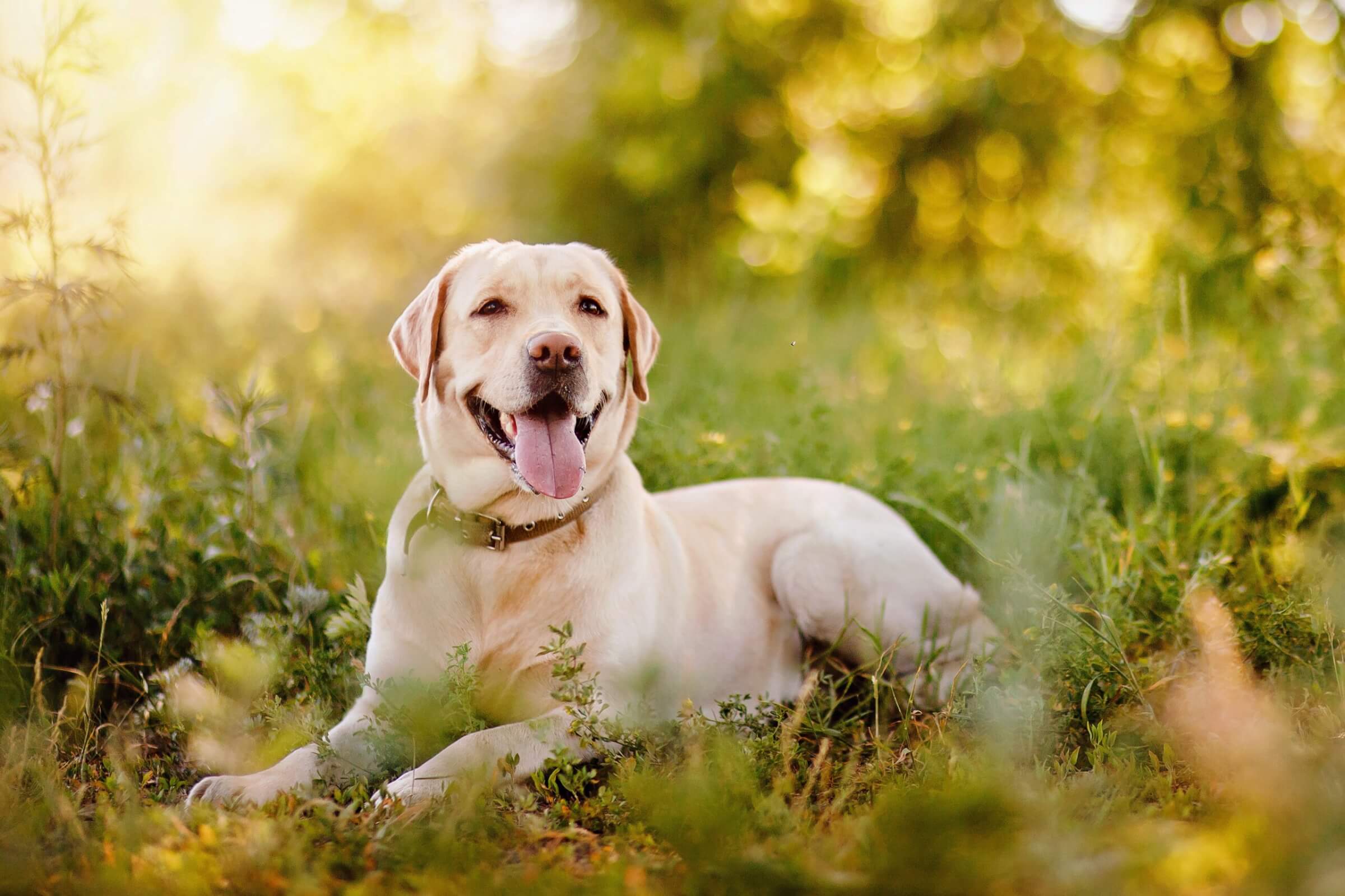 Active, smile and happy purebred labrador retriever dog outdoors in grass park on sunny summer day.