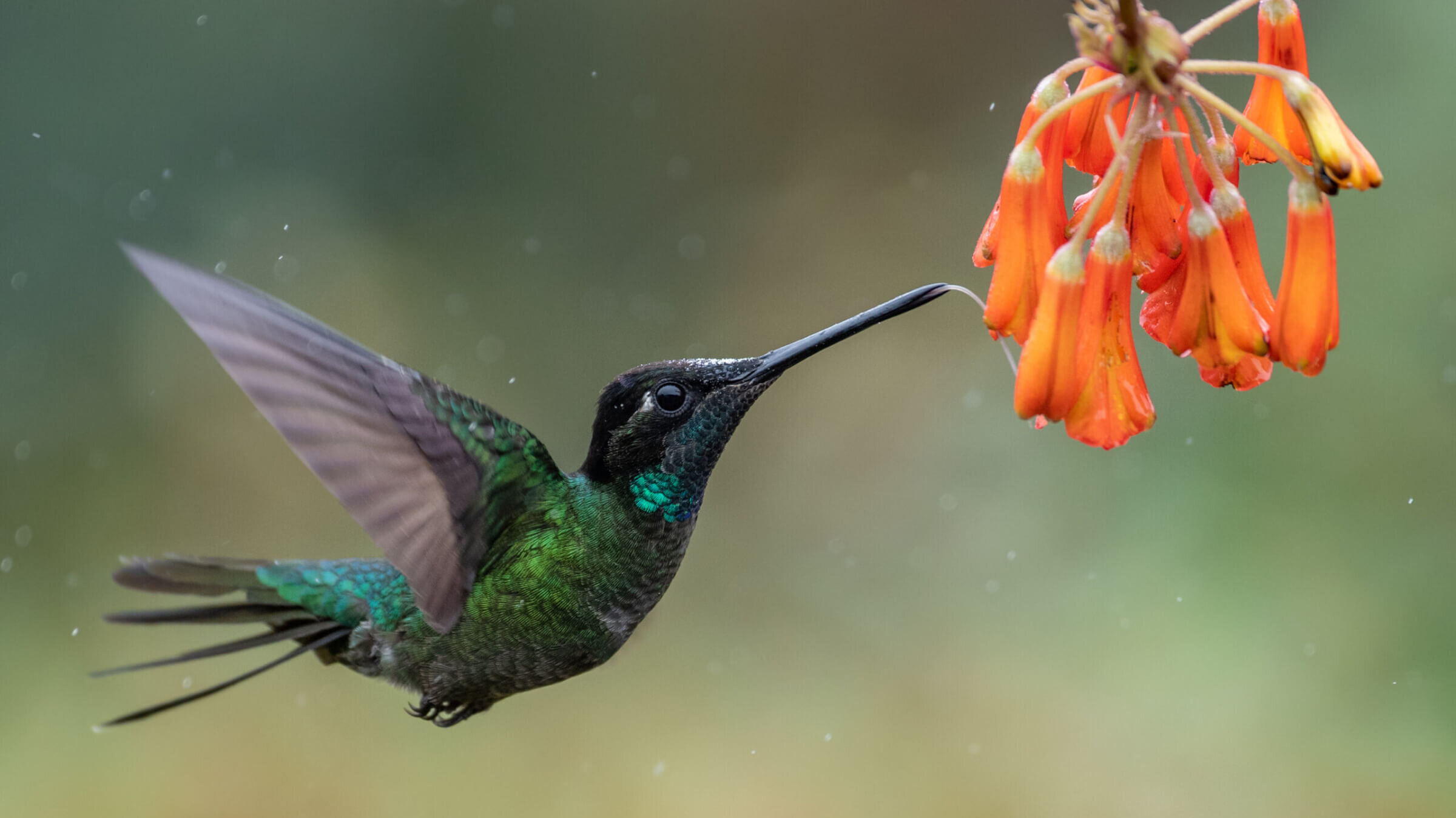 Hummingbird in Costa Rica