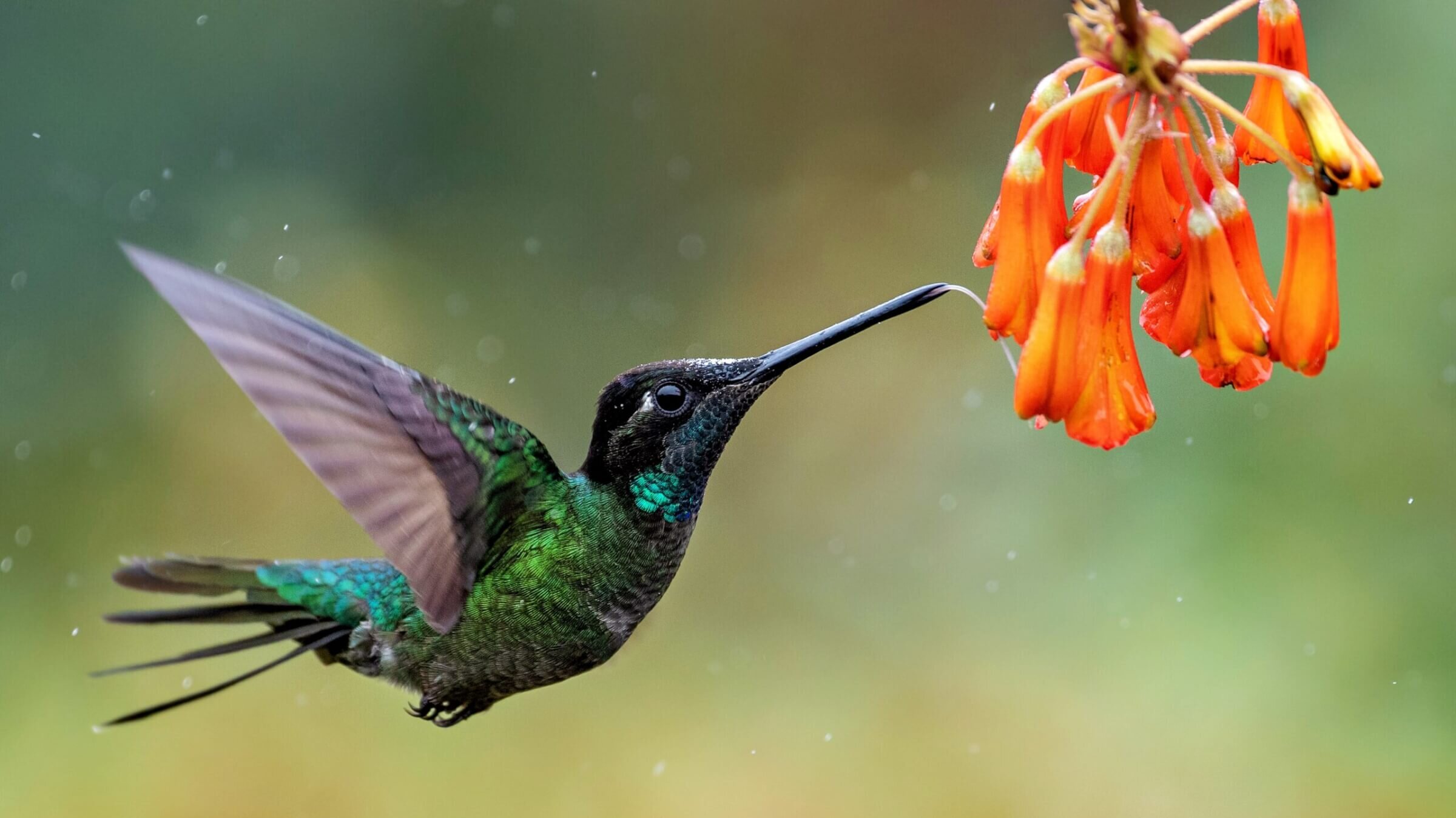 Hummingbird in Costa Rica