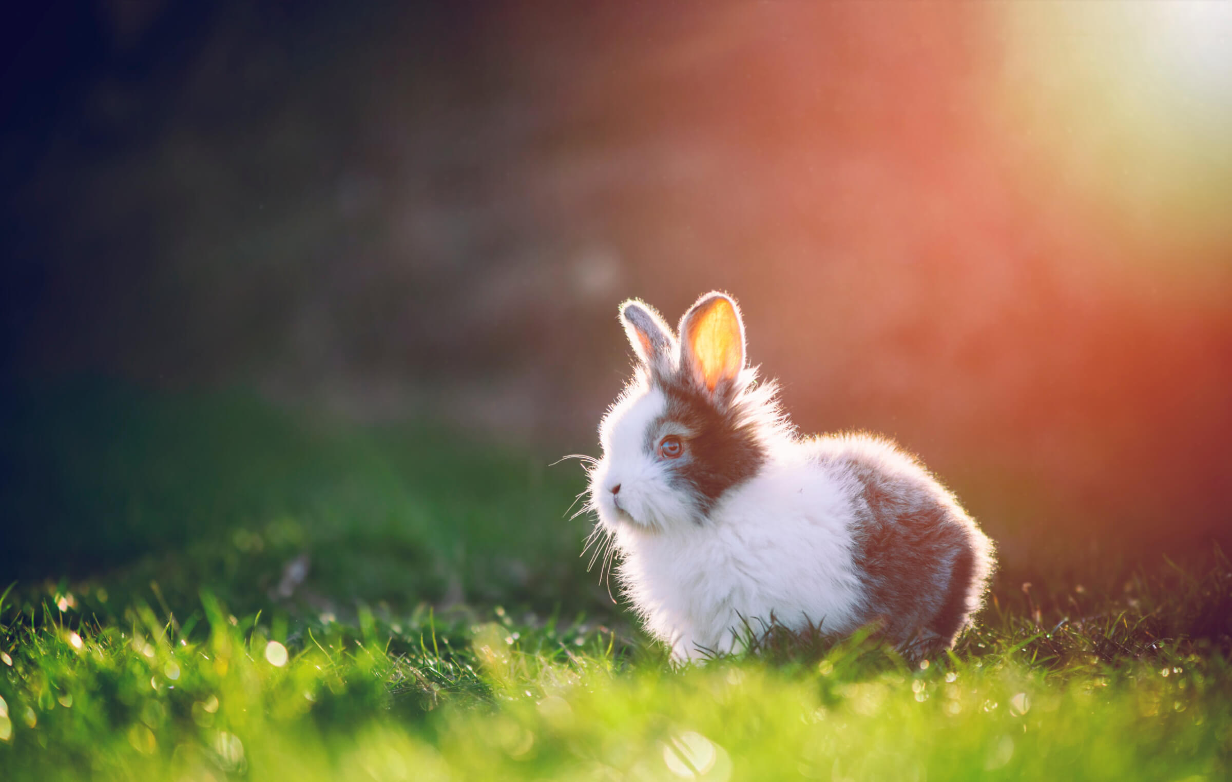 Little rabbit on green grass in spring day