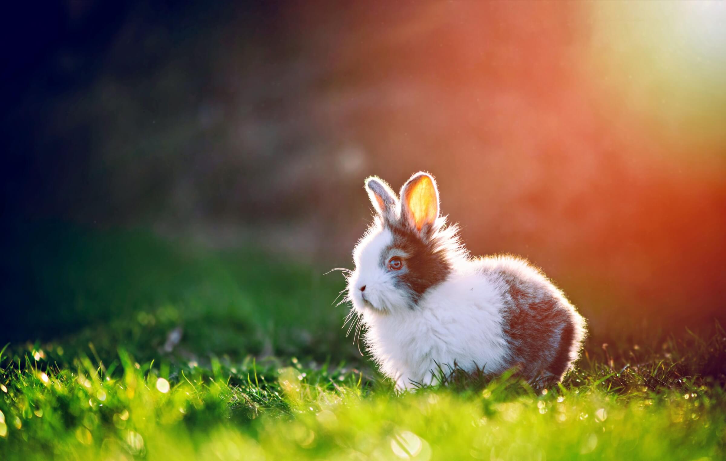 Little rabbit on green grass in spring day