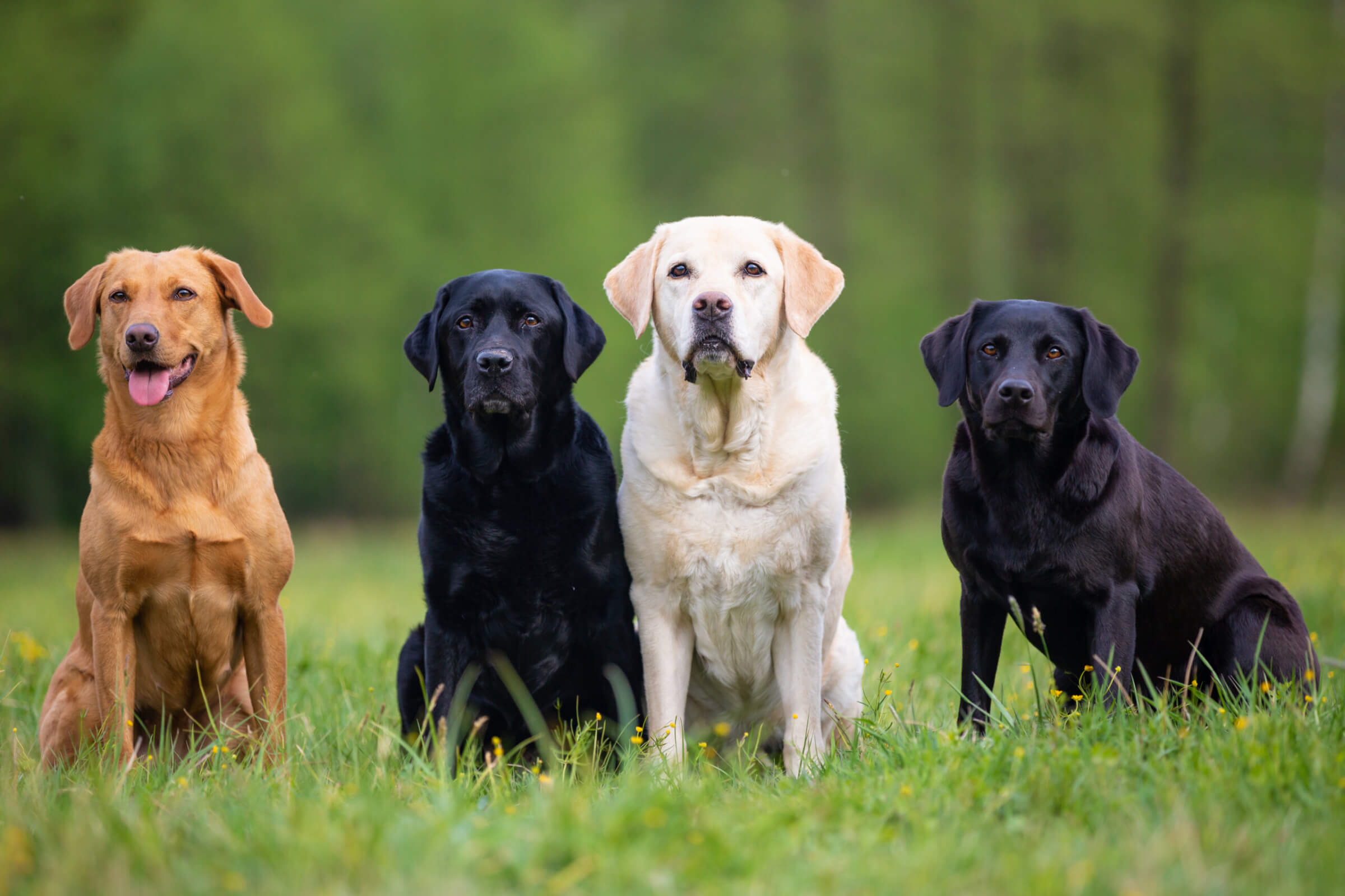 Four Labrador Retriever dogs on a meadow