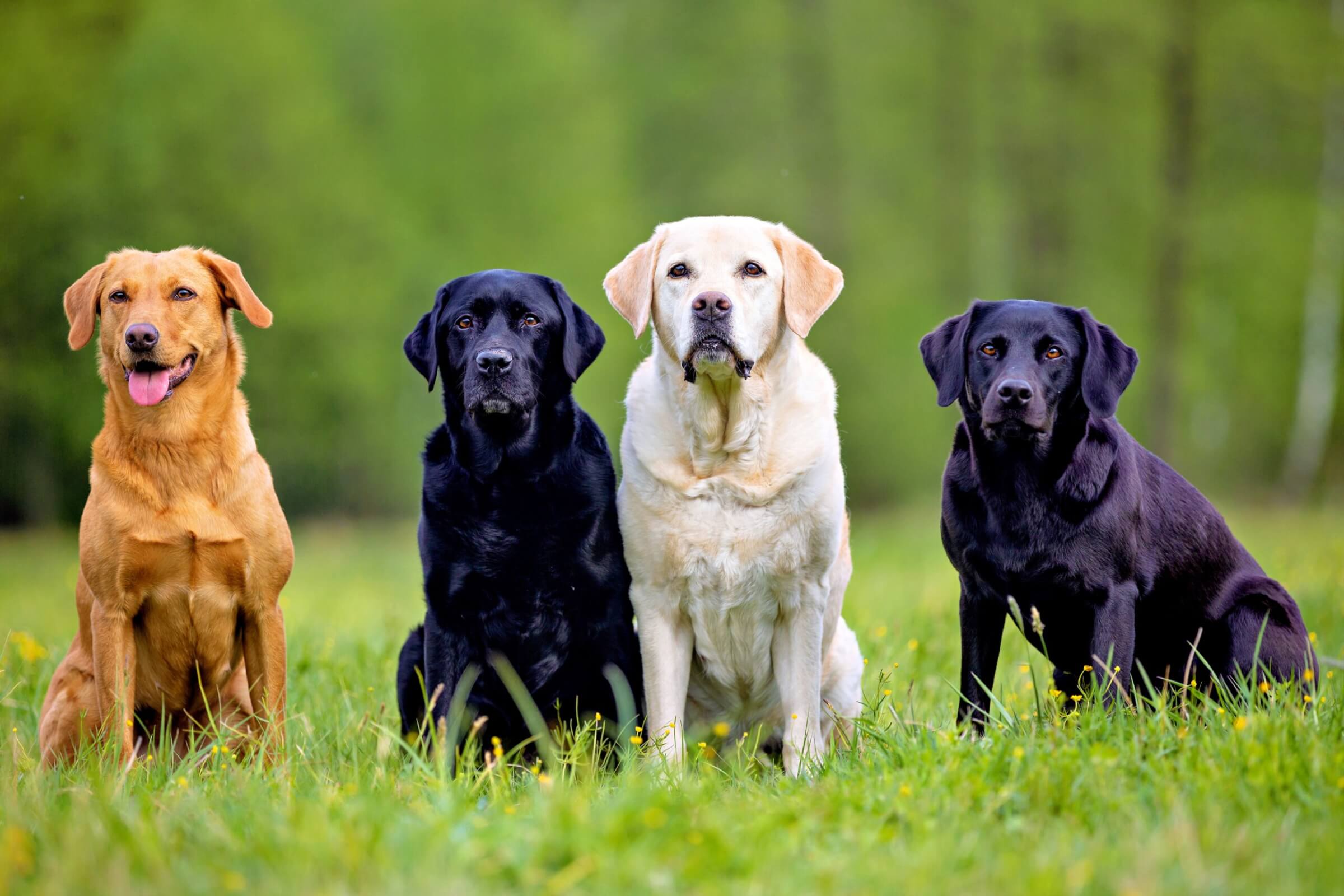 Four Labrador Retriever dogs on a meadow