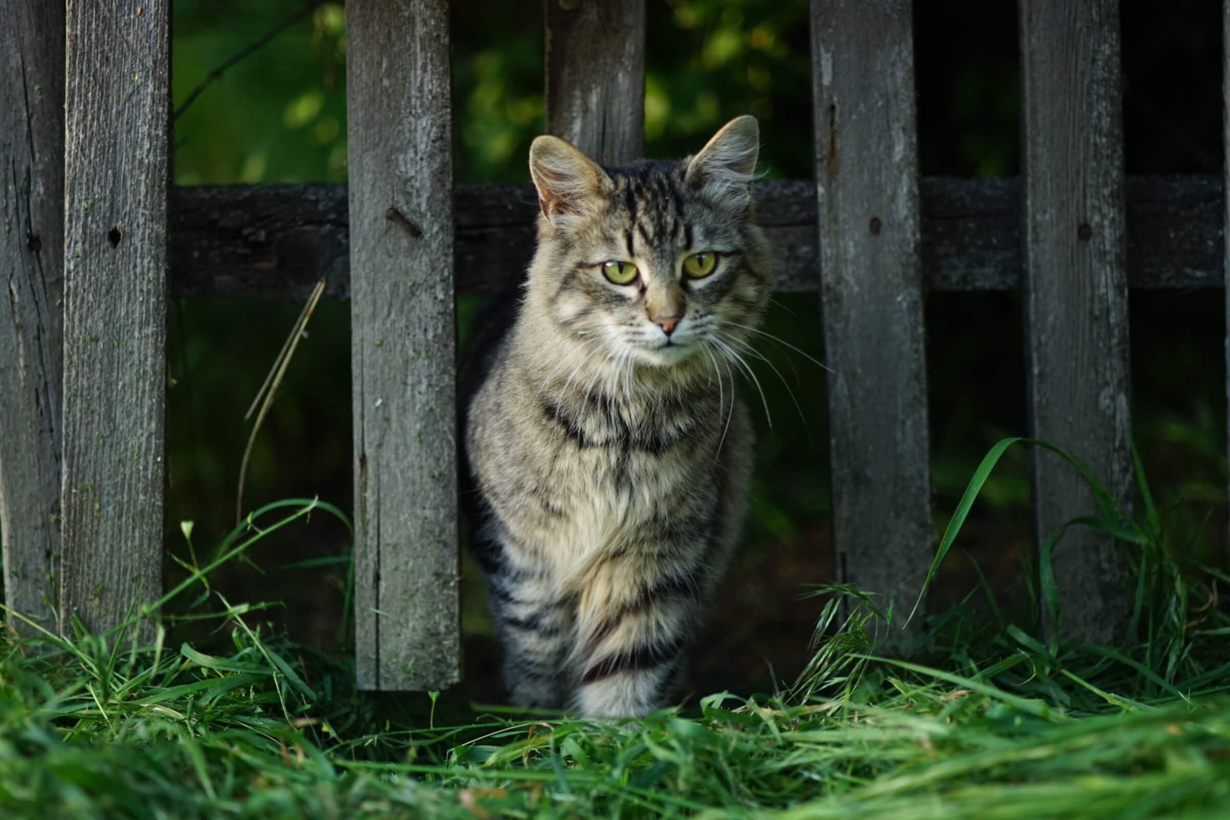 Beautiful fluffy tabby cat portrait, walks from a wooden old rural fence, green grass of the garden, summer sunny day