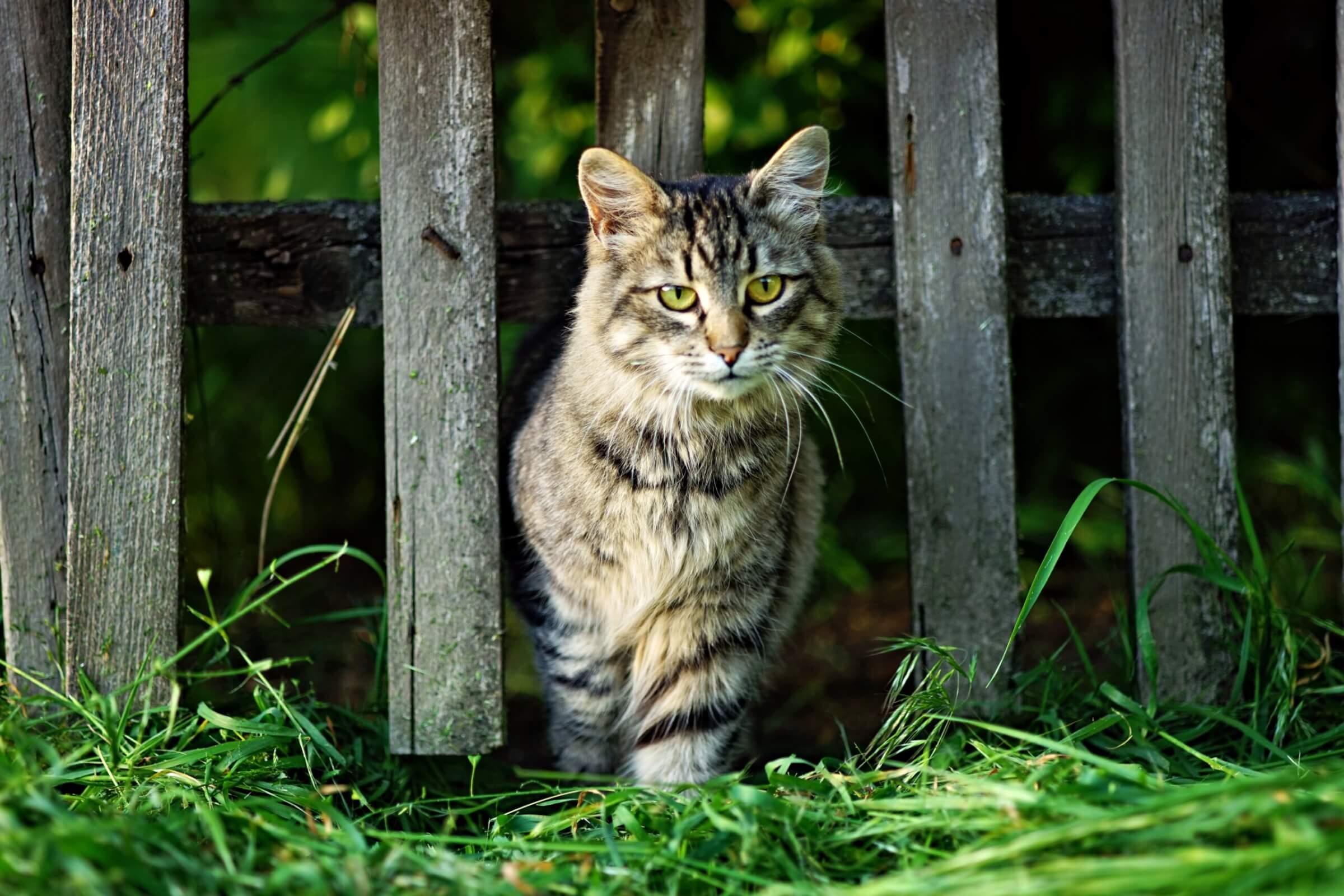 Beautiful fluffy tabby cat portrait, walks from a wooden old rural fence, green grass of the garden, summer sunny day