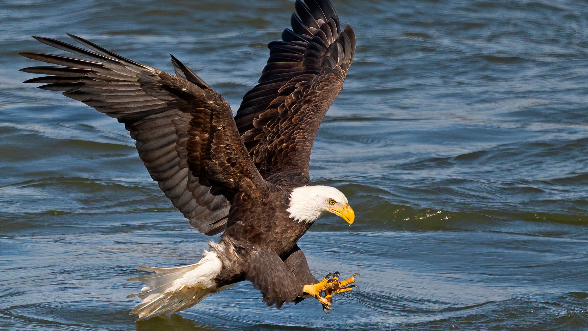 Bald Eagle Fish Grab