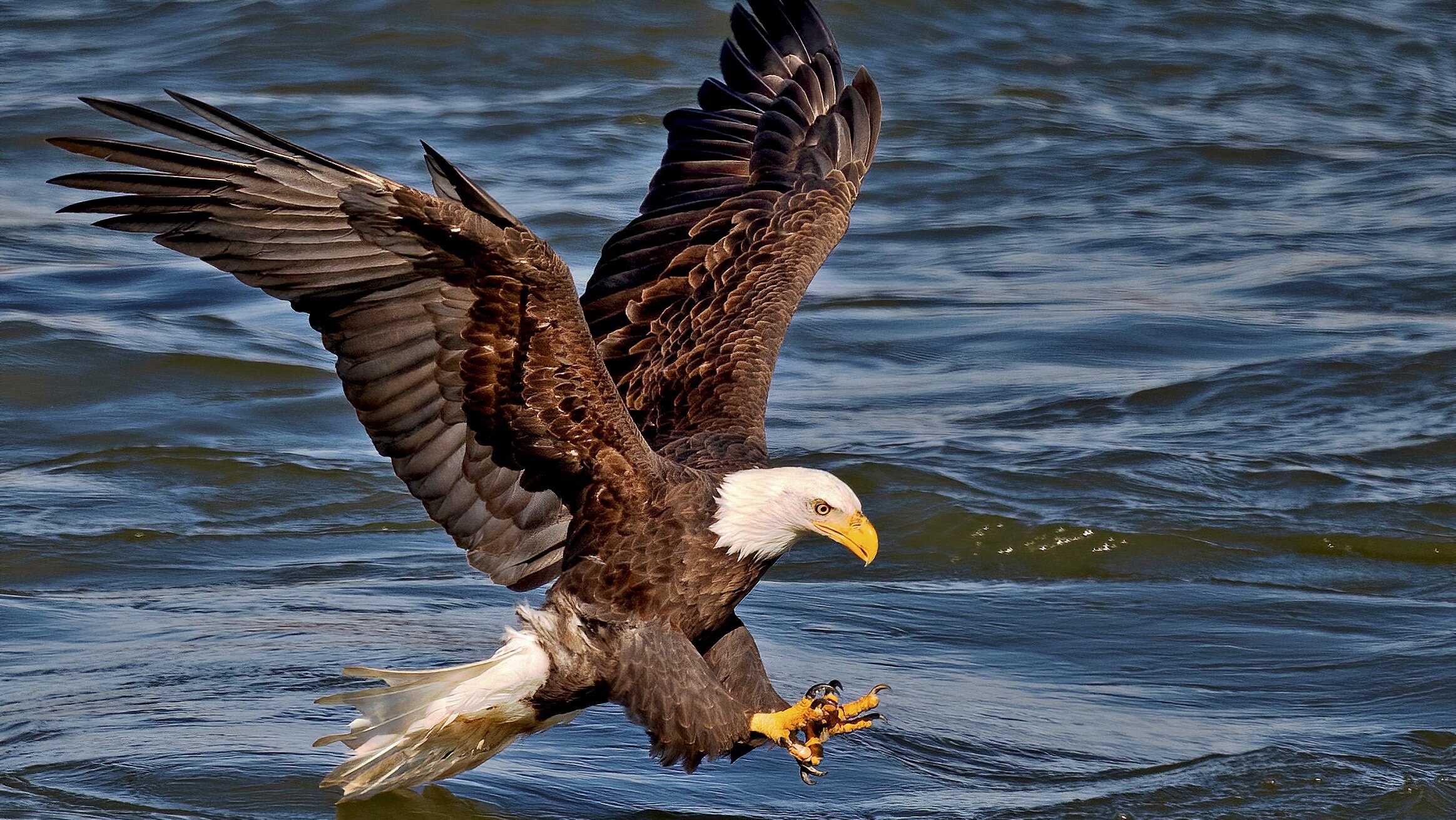 Bald Eagle Fish Grab