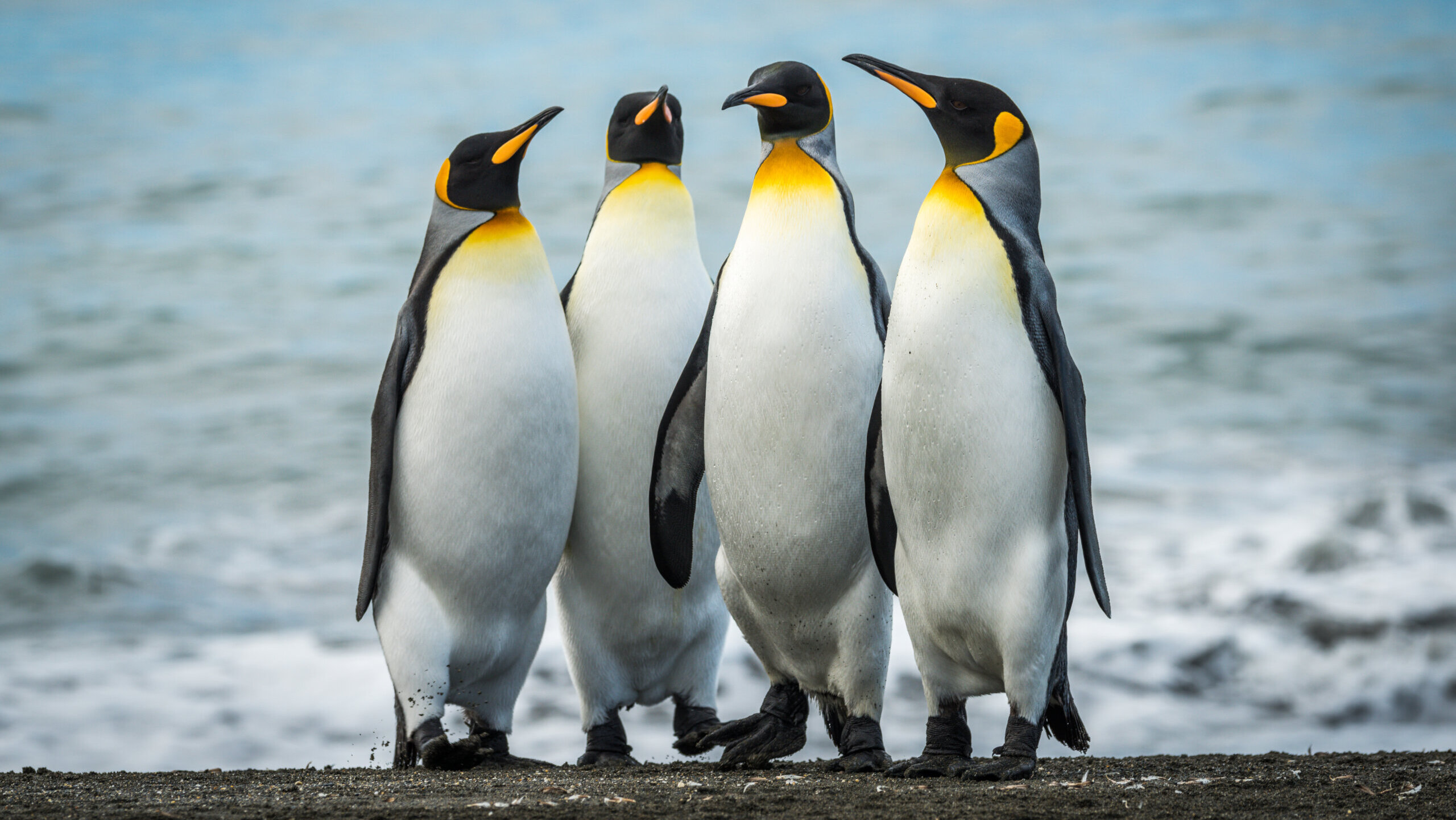 Four king penguins together on sandy beach