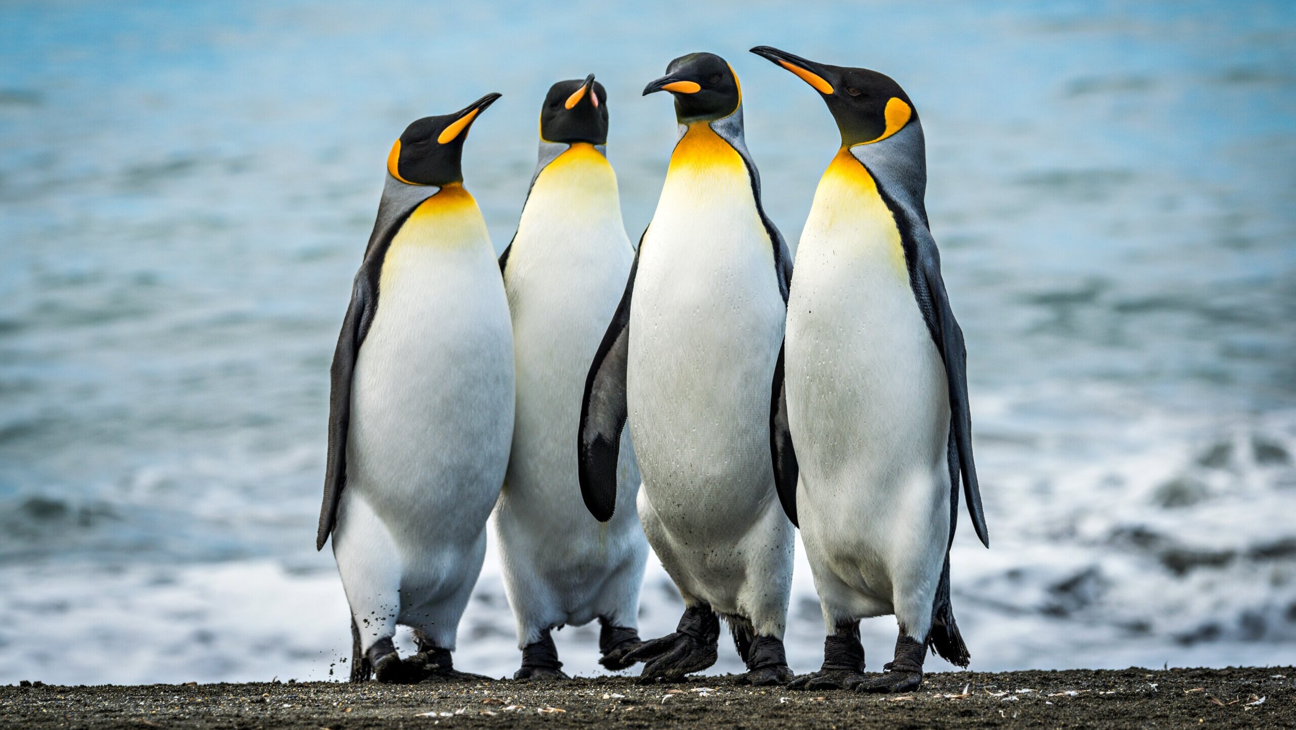 Four king penguins together on sandy beach