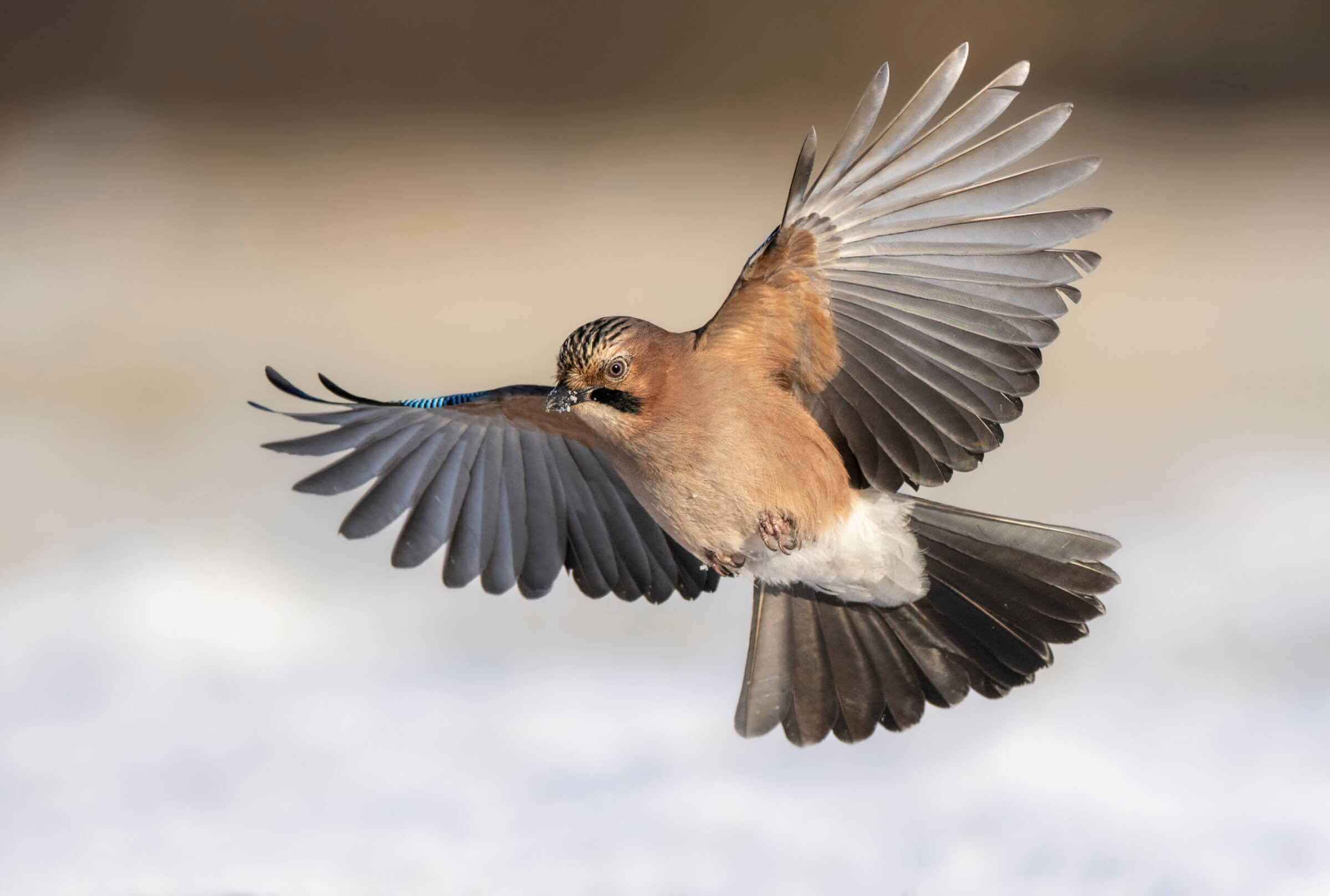 Eurasian jay bird ( Garrulus glandarius )