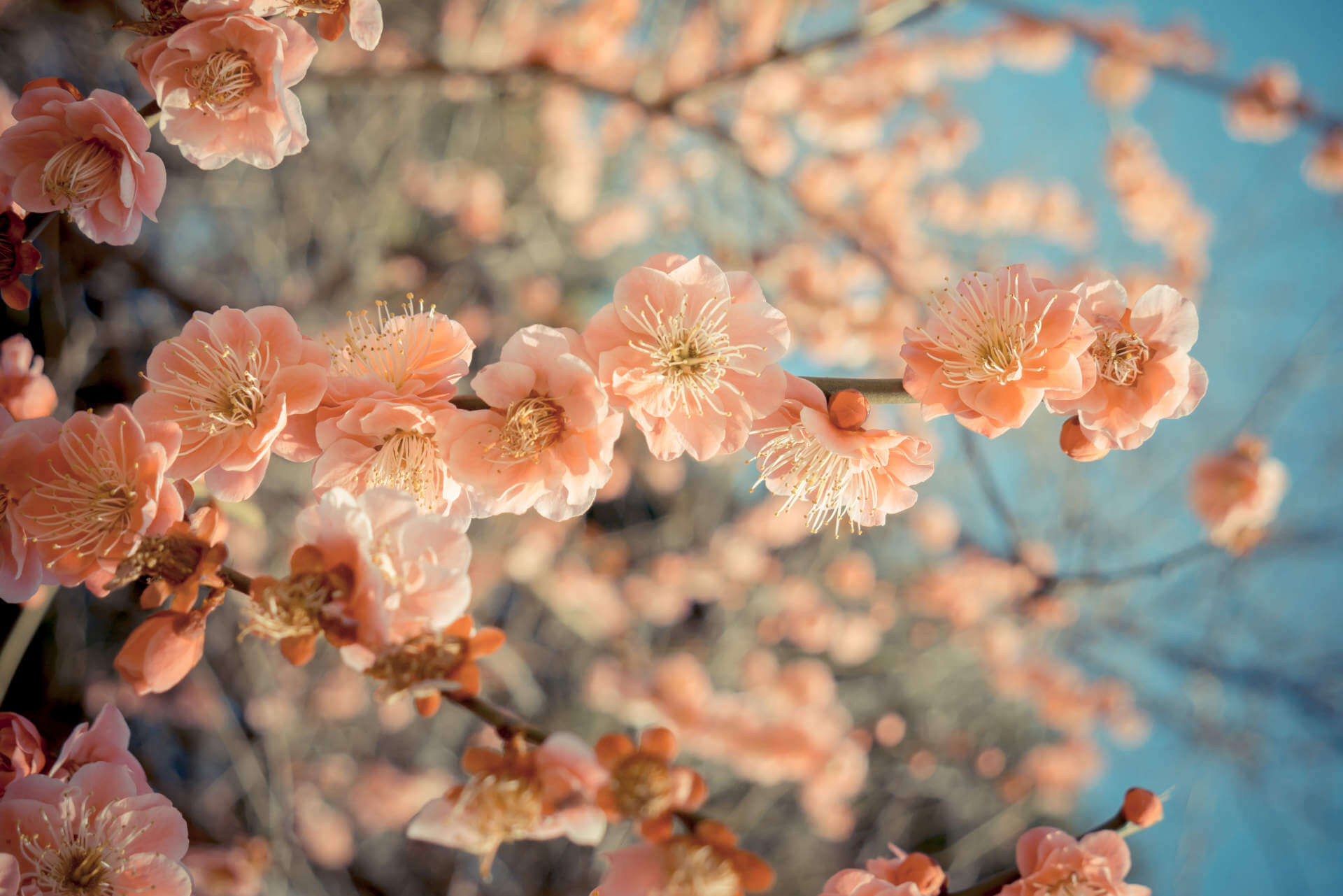 Sakura cherry blossom in japan