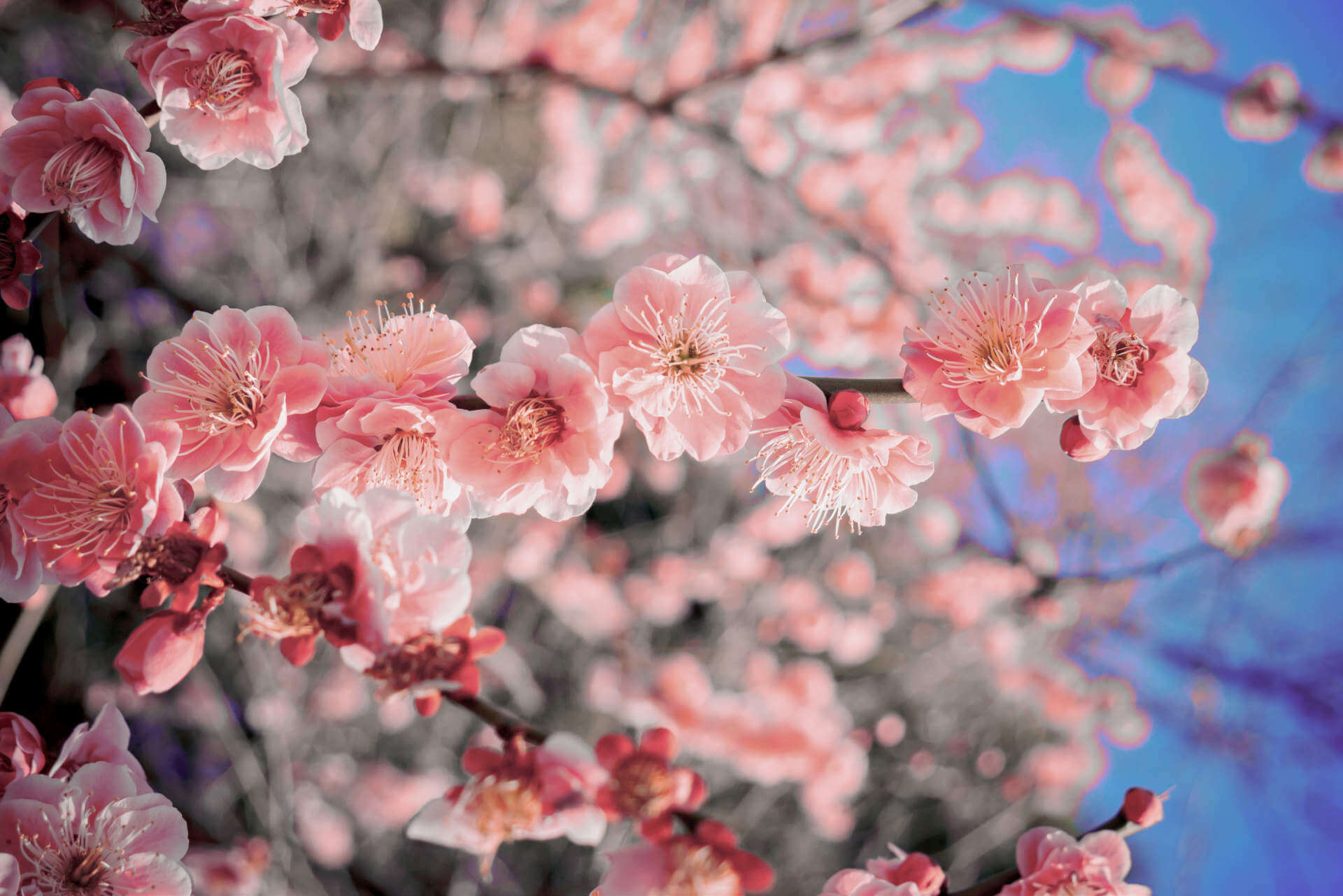 Sakura cherry blossom in japan