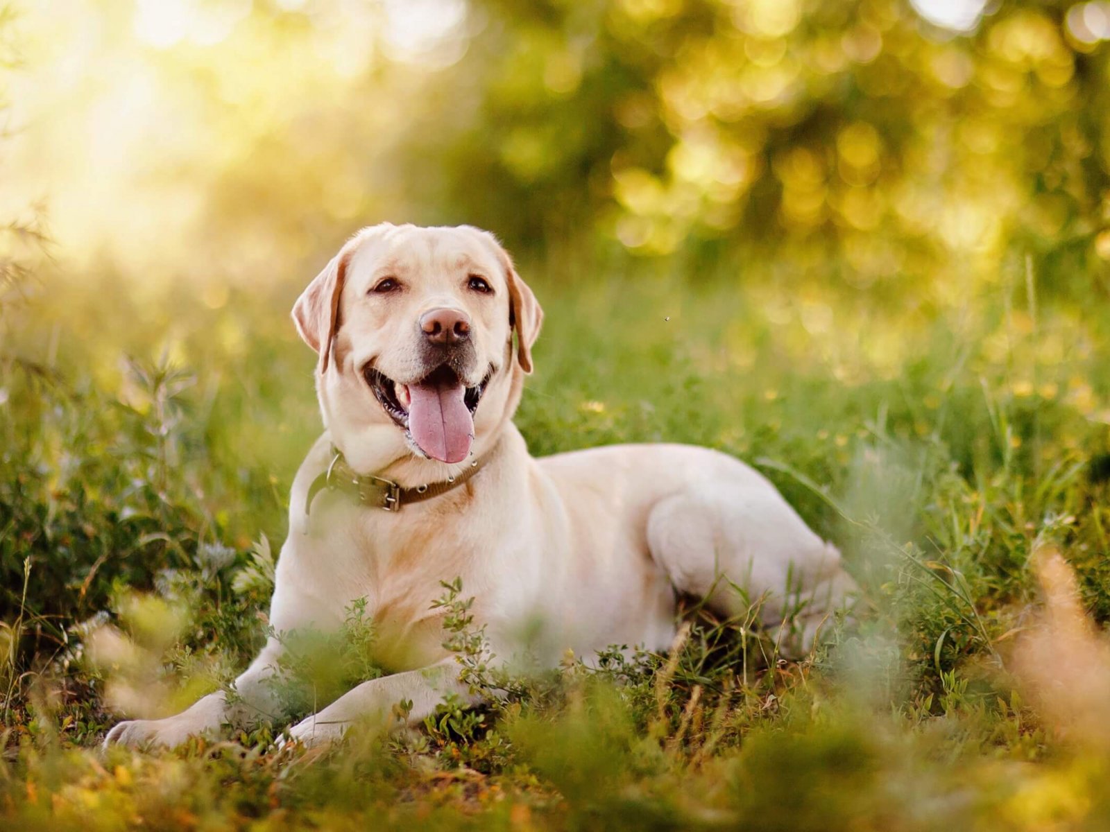 Active, smile and happy purebred labrador retriever dog outdoors in grass park on sunny summer day.