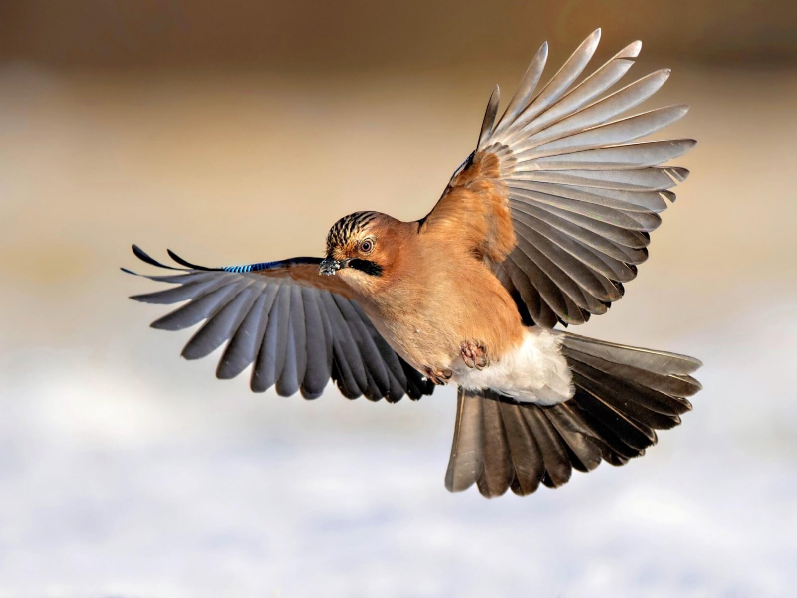 Eurasian jay bird ( Garrulus glandarius )