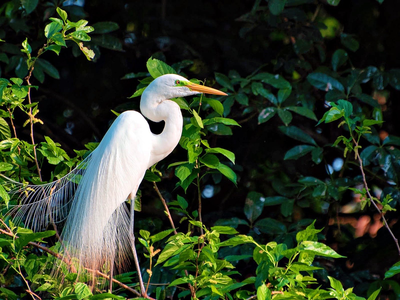 Egret, beautiful and huge nest of herons in Brazil. Selective focus.